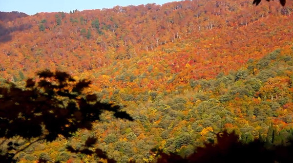 刈込池 福井県大野市 の紅葉 例年の見頃は10月下旬 11月上旬 心残景色