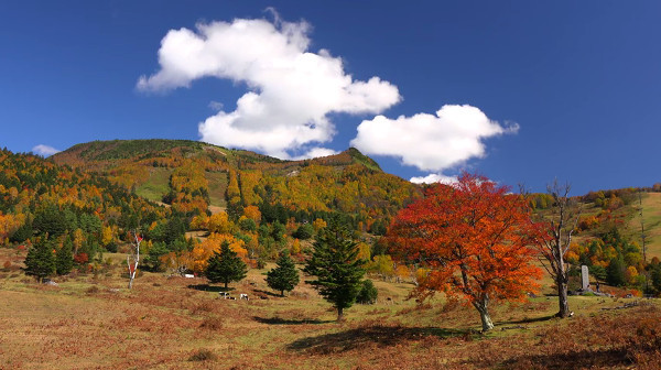 高山村の山田牧場 長野県上高井郡高山村 の紅葉 例年の見頃は10月中旬前 心残景色