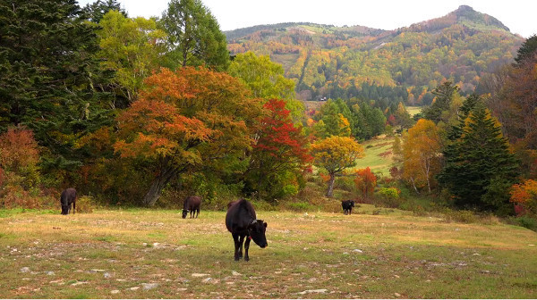 高山村の山田牧場 長野県上高井郡高山村 の紅葉 例年の見頃は10月中旬前 心残景色
