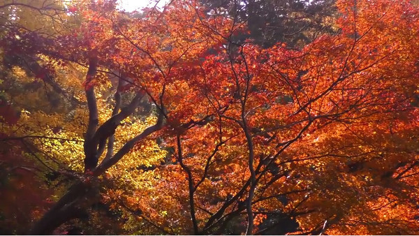 成田山公園 千葉県成田市 の紅葉 例年の見頃は11月中旬 12月上旬 心残景色