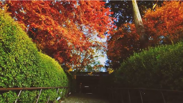 大興善寺 佐賀県三養基郡基山町 の紅葉 例年の見頃は11月中旬 12月上旬 心残景色