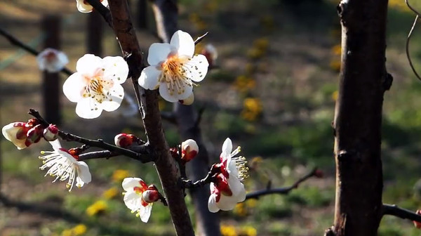 越生梅林 埼玉県入間郡越生町 の梅 例年の見頃は2月中旬 3月下旬 心残景色