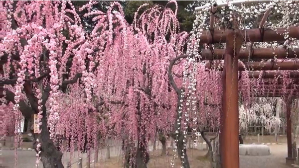 結城神社 三重県津市 の枝垂れ梅 例年の見頃は2月中旬 3月中旬 心残景色