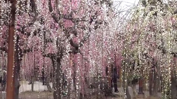 結城神社 三重県津市 の枝垂れ梅 例年の見頃は2月中旬 3月中旬 心残景色