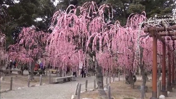 結城神社 三重県津市 の枝垂れ梅 例年の見頃は2月中旬 3月中旬 心残景色