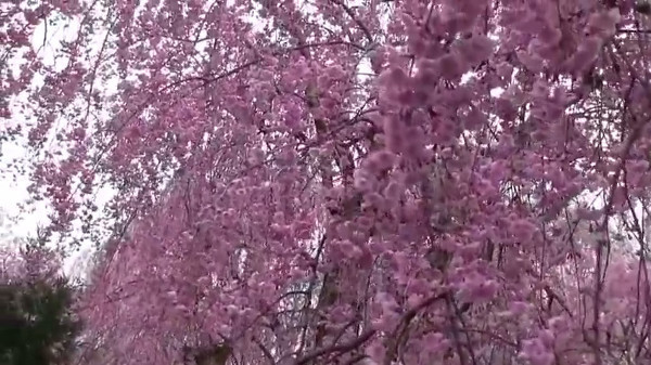 原谷苑 京都府京都市 の桜 例年の見頃は4月上旬 4月中旬 心残景色