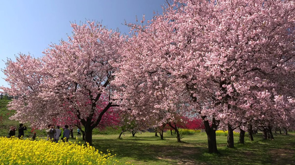 千曲川堤防の桜堤 長野県小布施町 の桜 例年の見頃は4月下旬 5月上旬 心残景色