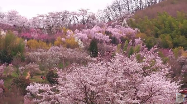 花見山公園 福島県福島市 の桜 例年の見頃は4月上旬 4月下旬 心残景色