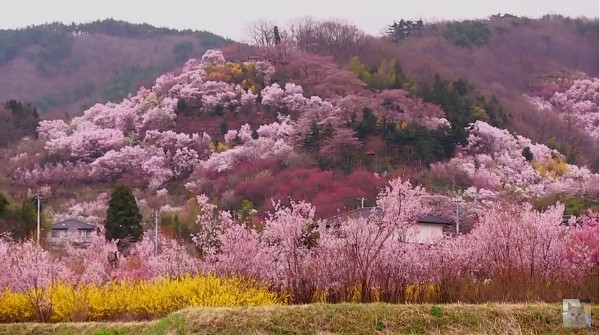 花見山公園 福島県福島市 の桜 例年の見頃は4月上旬 4月下旬 心残景色