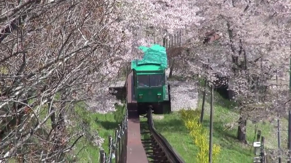 船岡城址公園 宮城県柴田町 の桜 例年の見頃は4月上旬 4月中旬 心残景色