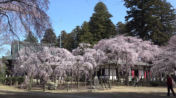 六地蔵寺 茨城県水戸市 のしだれ桜 例年の見頃は3月下旬 4月上旬 心残景色