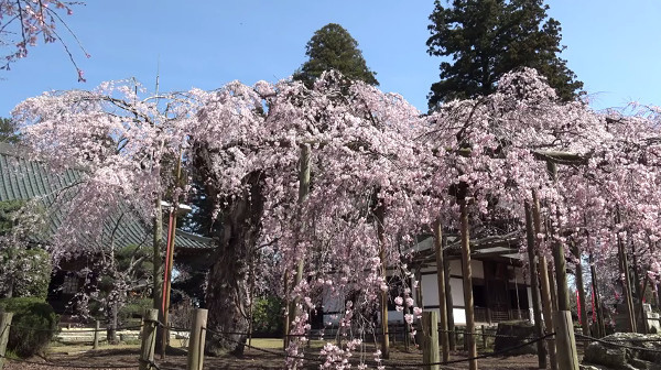 六地蔵寺 茨城県水戸市 のしだれ桜 例年の見頃は3月下旬 4月上旬 心残景色