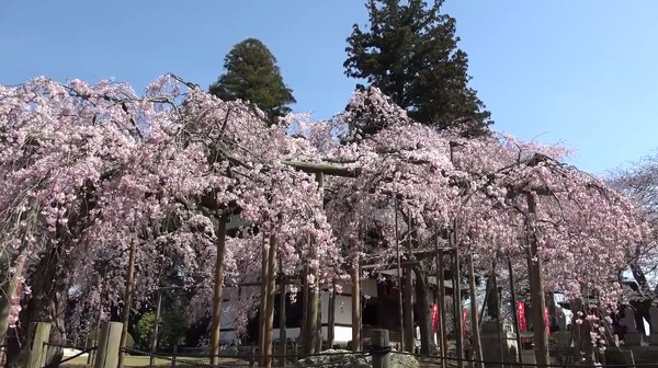 六地蔵寺 茨城県水戸市 のしだれ桜 例年の見頃は3月下旬 4月上旬 心残景色