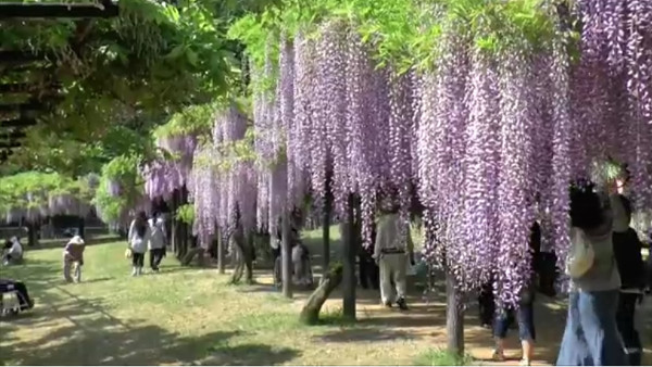 白井大町藤公園 兵庫県朝来市 の開園時期は 4月末から5月中旬 心残景色