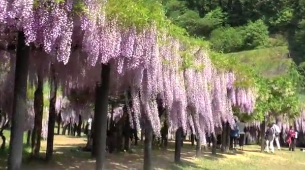 白井大町藤公園 兵庫県朝来市 の開園時期は 4月末から5月中旬 心残景色