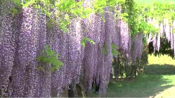 白井大町藤公園 兵庫県朝来市 の開園時期は 4月末から5月中旬 心残景色