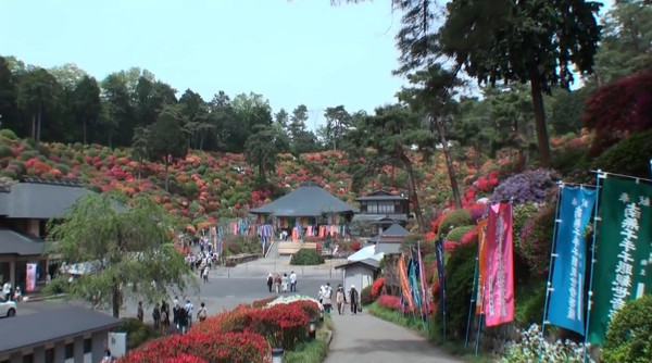 塩船観音寺 東京都青梅市 のツツジ 例年の見頃は4月下旬 5月上旬 心残景色