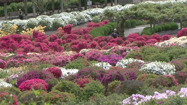 寒河江公園つつじ園 山形県寒河江市 のツツジ 例年の見頃は5月上旬 5月下旬 心残景色