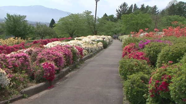 寒河江公園つつじ園 山形県寒河江市 のツツジ 例年の見頃は5月上旬 5月下旬 心残景色