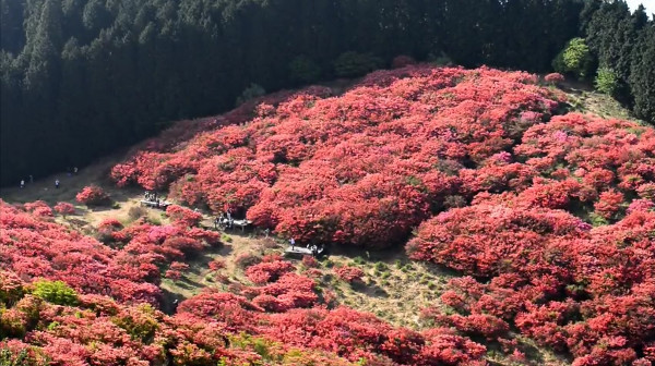 葛城山 自然つつじ園 奈良県御所市 のツツジ 例年の見頃は5月中旬 心残景色