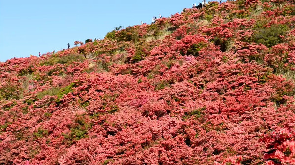 葛城山 自然つつじ園 奈良県御所市 のツツジ 例年の見頃は5月中旬 心残景色