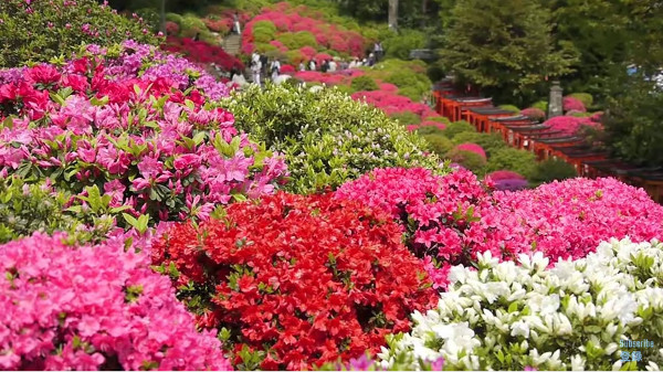 文京つつじまつり期間中に公開される 根津神社 東京都文京区 のつつじ苑がキレイ 心残景色