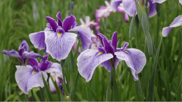 約0種 6000株もの花菖蒲が咲き誇る堀切菖蒲園 東京都葛飾区 が癒されます 心残景色