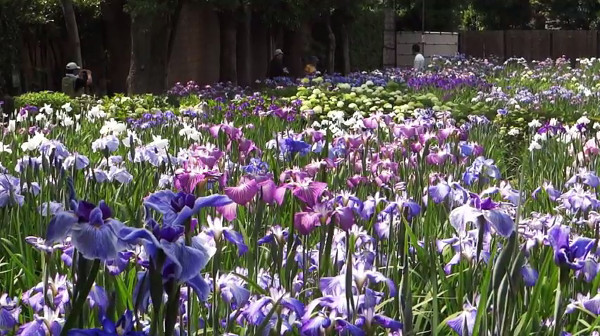 6月の1ヶ月間だけ開園する染谷花しょうぶ園 埼玉県さいたま市 の菖蒲がキレイ 心残景色