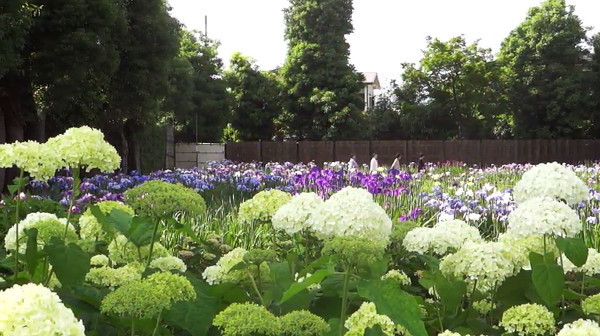 6月の1ヶ月間だけ開園する染谷花しょうぶ園 埼玉県さいたま市 の菖蒲がキレイ 心残景色