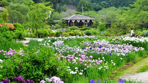 山間にひっそり潜む 花の郷 滝谷花しょうぶ園 奈良県宇陀市 の菖蒲が凄い 心残景色