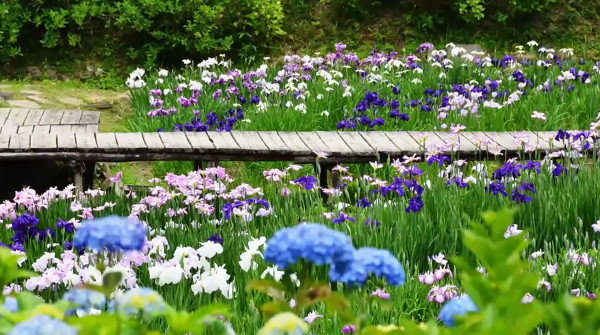 山間にひっそり潜む 花の郷 滝谷花しょうぶ園 奈良県宇陀市 の菖蒲が凄い 心残景色