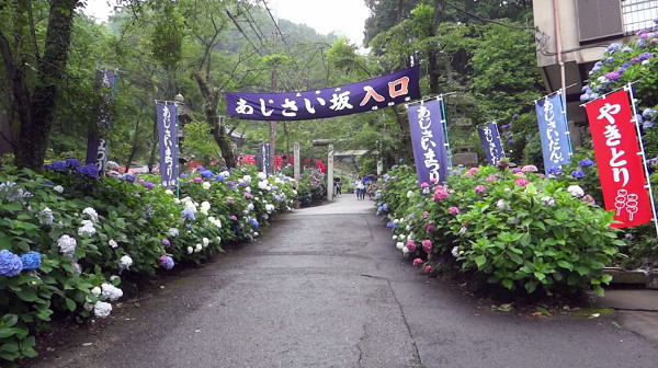 約千段もの石段両側に咲く西洋あじさいがキレイな太平山神社 栃木県栃木市 心残景色