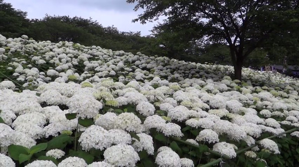 桜で有名な権現堂堤 埼玉県幸手市 は 紫陽花もキレイです 心残景色