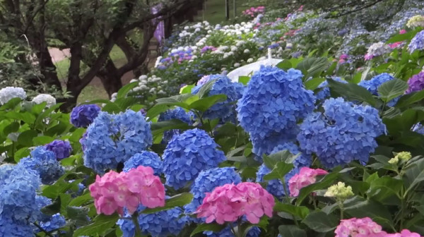 桜で有名な権現堂堤 埼玉県幸手市 は 紫陽花もキレイです 心残景色