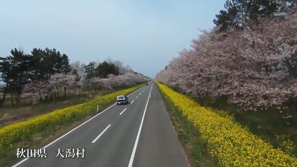 桜と菜の花の競演 秋田県大潟村の菜の花ロードが美しい 心残景色