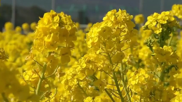 菜の花で埋め尽くす菜な畑ロード 千葉県鴨川市 は 春を感じ取れる場所 心残景色 菜の花で埋め尽くす菜な畑ロード 千葉県鴨川市 は 春を感じ取れる場所 心残景色