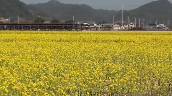 菜の花で埋め尽くす菜な畑ロード 千葉県鴨川市 は 春を感じ取れる場所 心残景色