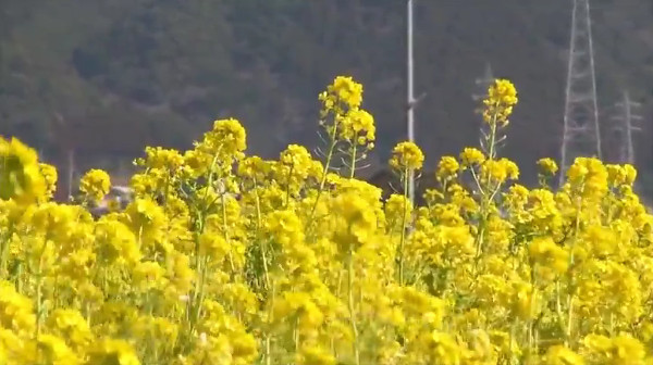 菜の花で埋め尽くす菜な畑ロード 千葉県鴨川市 は 春を感じ取れる場所 心残景色