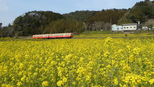 小湊鉄道沿線 千葉県市原市 の菜の花は どこか懐かしく美しい 心残景色
