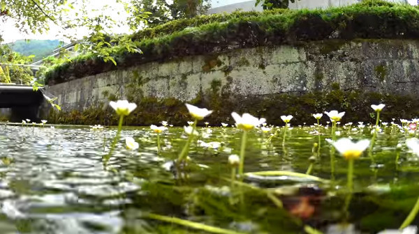 全国でも珍しい水中花 梅花藻 滋賀県米原市醒井の地蔵川 が健気で可愛い 心残景色