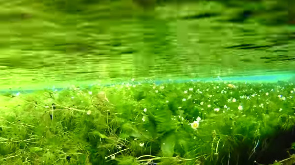 全国でも珍しい水中花 梅花藻 滋賀県米原市醒井の地蔵川 が健気で可愛い 心残景色