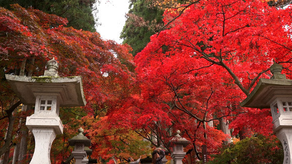 参道の紅のモミジが美しい清水寺 長野県長野市 の紅葉 心残景色