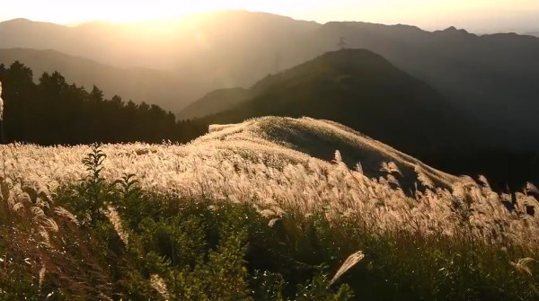 岩湧山の山頂から見るススキ草原 大阪府河内長野市 が美しい 心残景色