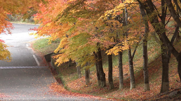 もみじ湖と呼ばれるほど美しい箕輪ダム 長野県箕輪町 の紅葉が美しい 心残景色