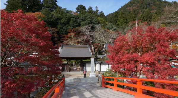 モミジの紅葉が美しい室生寺 奈良県宇陀市 心残景色