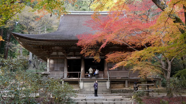 モミジの紅葉が美しい室生寺 奈良県宇陀市 心残景色