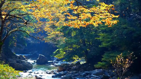 絶景紅葉の三段峡 広島県安芸太田町 目指すは三段滝の奥に広がる紅葉です 心残景色