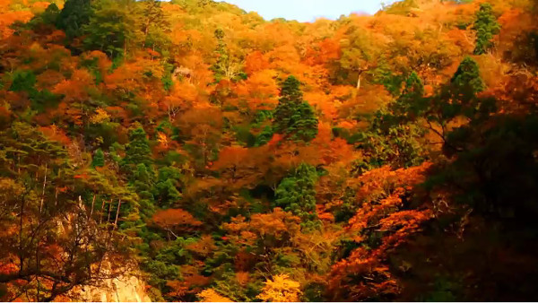 絶景紅葉の三段峡 広島県安芸太田町 目指すは三段滝の奥に広がる紅葉です 心残景色