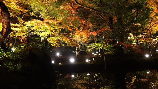 曽木公園 岐阜県土岐市 の紅葉シーズンのライトアップは 本当に美しい 心残景色