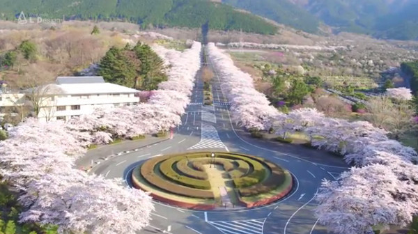 冨士霊園 静岡県小山町 の桜は 一見の価値アリ 心残景色